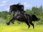 Hermoso caballo negro