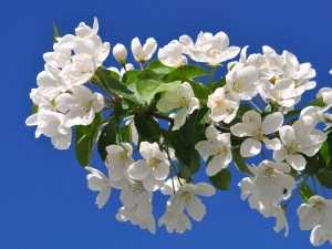 Postal: Rama con flores blancas