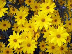 Postal: Muchas flores amarillas