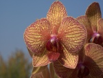 Orquídea con gotas de agua