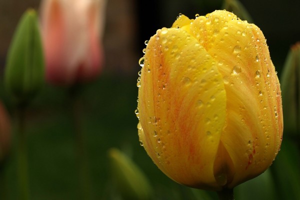 Gotas de agua sobre el tulipán