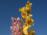 Ramas de orquídeas de dos colores