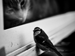 Gato observando al pájaro