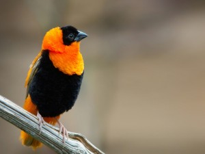 Pájaro naranja y negro