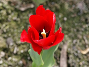 Postal: Interior de un tulipán rojo