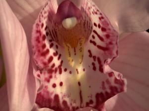 Orquídea vista de cerca