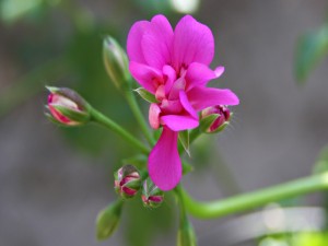 Bonita flor de color fucsia