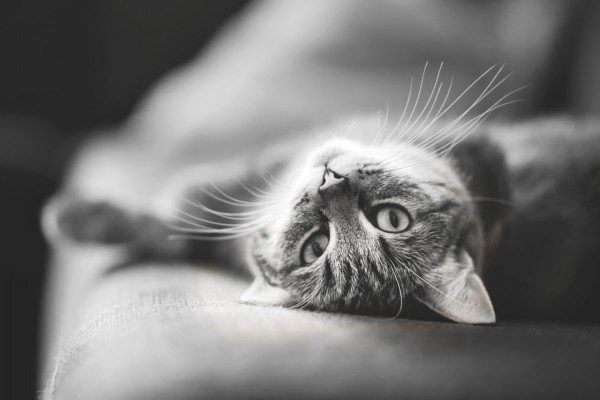 La mirada del gato en blanco y negro
