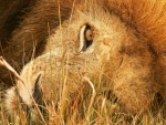 León sobre la hierba