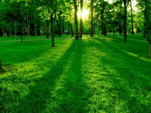 La luz del sol sobre la hierba del parque