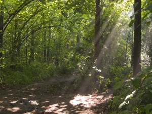 Postal: Luz en el bosque verde