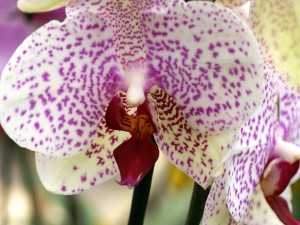 Postal: Orquídea blanca y puntos rosas