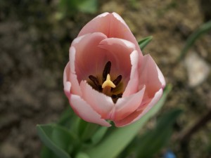 Tulipán en la tierra