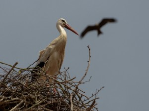 Postal: Cigüeña en su nido