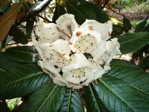 Postal: Flores blancas y grandes hojas verdes
