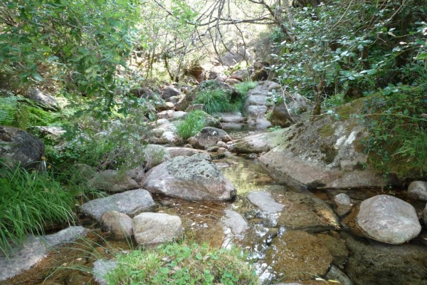 Pequeño río en la naturaleza