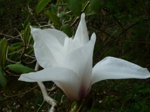 Postal: Flor blanca en el bosque