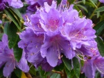 Flores de color lila