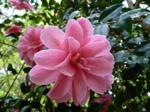 Postal: Preciosa flor rosa en el árbol