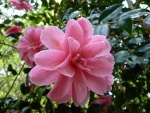 Preciosa flor rosa en el árbol