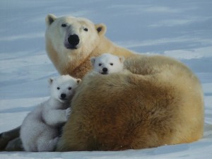 Postal: Osos polares en familia