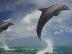 Delfines saltando en el mar