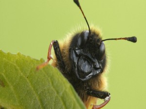 La cara de un abejorro