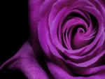 Rosa púrpura