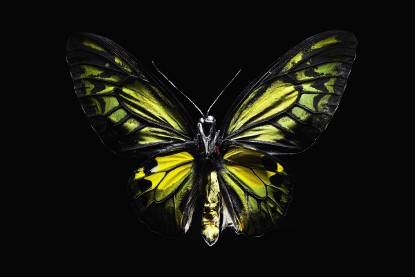 Mariposa amarilla y negra