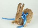 Conejo con lazo azul