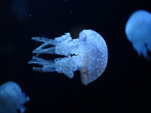 Pequeña medusa moteada