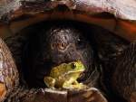 La rana y la tortuga