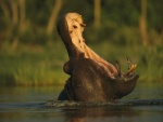 Gran boca del hipopótamo