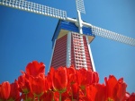 Tulipanes rojos junto a un molino de viento