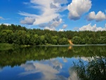 Árboles junto al lago