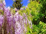 Arbusto con flores color lila
