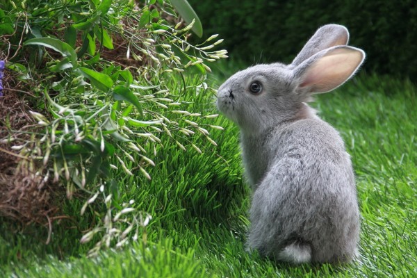 Conejo gris en la hierba