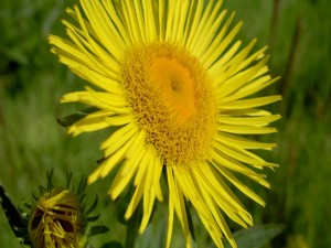 Flor amarilla con muchos pétalos