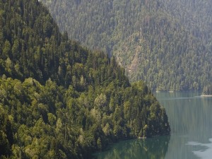 Postal: Grandes pinos junto al lago