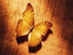 Mariposa mimetizada con la madera