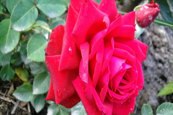 Rosa en el rosal