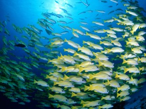 Postal: Banco de peces bajo el mar