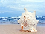 Caracola blanca sobre la arena de la playa