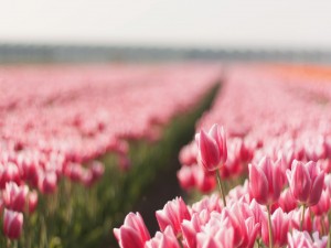 Postal: Campo de tulipanes rosas