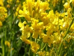 Flores silvestres de color amarillo
