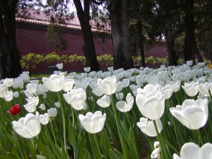 Postal: Tulipanes blancos en un jardín