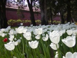 Tulipanes blancos en un jardín