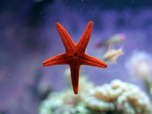 Estrella de mar en un acuario