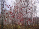 Árboles con bayas rojas