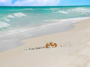 Postal: Cangrejo en la arena de la playa
